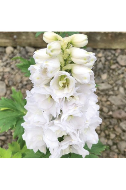 Дельфініум високий `Меджік Фонтейн Пур Вайт`